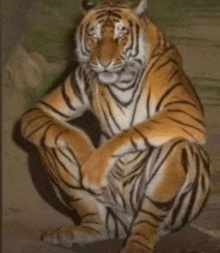 a tiger is sitting on the ground with its legs crossed .