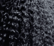 a close up of a black furry surface