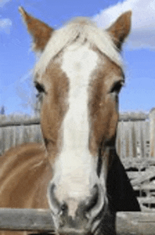 a brown and white horse standing behind a wooden fence .