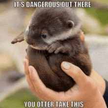 a person is holding a baby otter in their hands with the caption it 's dangerous out there