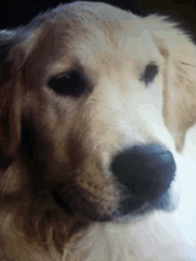 a close up of a dog 's face and nose