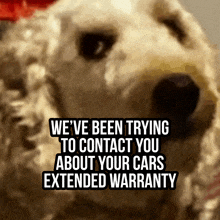 a dog with the words we 've been trying to contact you about your cars extended warranty on it