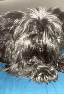 a close up of a dog laying on a blue blanket