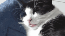 a close up of a black and white cat with its tongue out