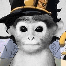 a close up of a monkey wearing a hat