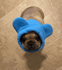 a small dog wearing a blue fleece hat with ears