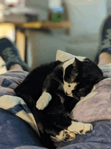 a black and white cat is sleeping on a blanket on a person 's lap