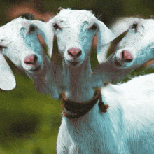 three white goats with rope around their necks are looking at the camera