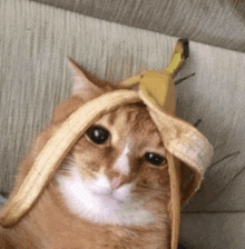 a close up of a cat with a banana peel on its head