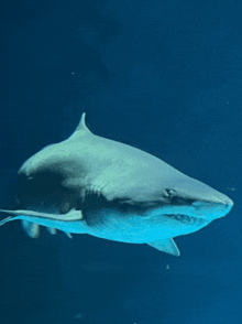 a large shark is swimming in the water