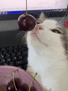 a cat eating a cherry in front of a computer