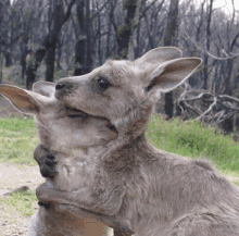 two kangaroos are hugging each other in the grass