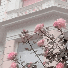 a bunch of pink roses growing in front of a pink building .