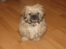 a small dog with green eyes is sitting on a wood floor