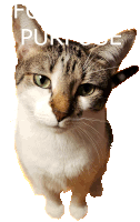 a cat is looking up at the camera with a white background that says " punto "