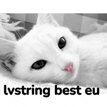 a picture of a white cat with the words " lvstring best eu " underneath it