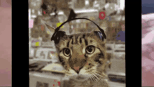 a cat is wearing headphones on its head and looking at the camera