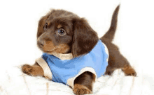 a brown and tan dachshund puppy is wearing a blue shirt .