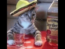 a cat wearing a sombrero is sitting next to a bottle of tequila and a glass of tequila .