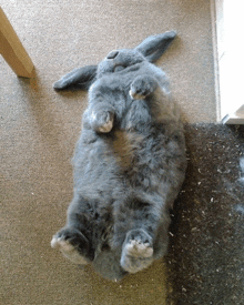 a gray rabbit laying on its back on a carpet