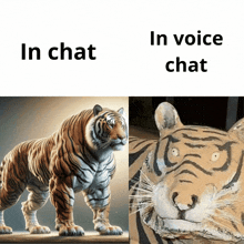 a picture of a tiger next to a picture of a tiger with the words in chat in voice chat