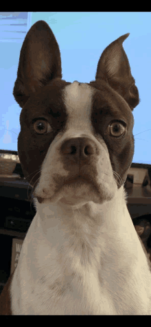 a brown and white dog looking at the camera