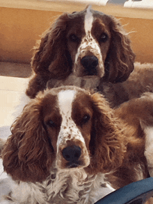 two cocker spaniel dogs laying next to each other looking at the camera