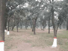 a lush green forest with trees painted in red and white