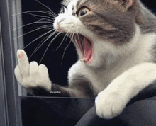 a cat is giving the middle finger while yawning and looking out a window .