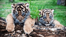 two tiger cubs laying on a log with a plant in the background