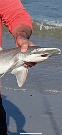 a man in a red shirt is holding a shark in his hands on the beach .