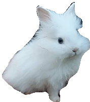 a small white rabbit is sitting on a white surface .