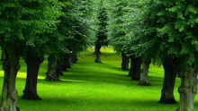 a row of trees are lined up in a lush green park