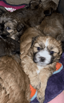 a group of puppies are laying on a blanket with a pink towel that says " i love you " on it