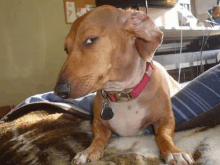 a brown dog with a red collar is laying on a blanket on a bed .