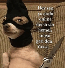 a small dog wearing a black mask and a pair of scissors