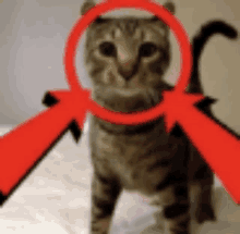 a cat is shown through a magnifying glass with two red arrows pointing at it