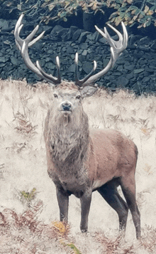 a painting of a deer standing in a field with a stone wall in the background