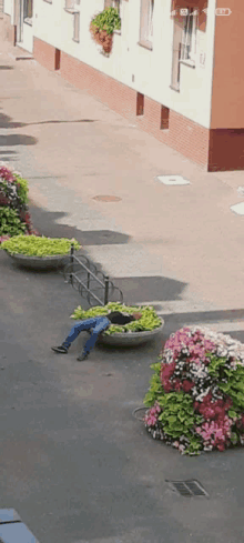 a person is laying on the ground in front of a flower bed