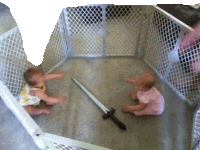 two babies in a fenced in area with a sword