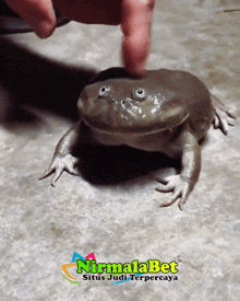 a person petting a frog with nirmalabet written on the bottom right