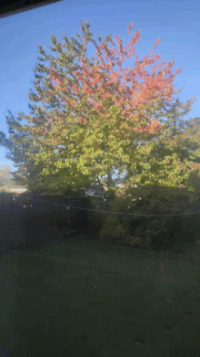 a tree with red leaves and green leaves is visible through a window