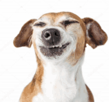 a brown and white dog with its eyes closed and a smile on its face