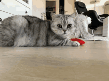 a cat and a kitten laying on the floor