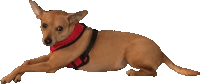 a small brown dog wearing a red harness laying down