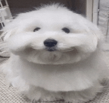 a small white dog with a beard is sitting on a carpet and looking at the camera .