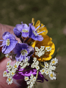 a person is holding purple and yellow flowers