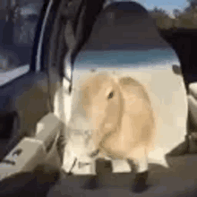 a sheep is sitting in the back seat of a car .