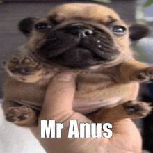 a person is holding a small brown pug puppy in their hand with the caption mr anus .