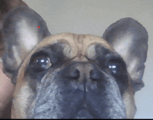 a close up of a dog 's face with a red dot in the middle